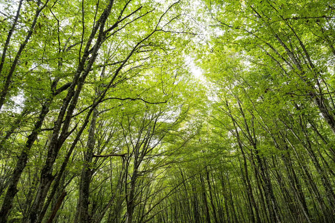 The Philosophy of the Perpetual Harvest: Timber and the Cyclical Pact with Nature